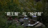 “霸王蟹”与“梭子蟹”�，握“钳”言和！