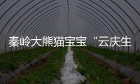 秦岭大熊猫宝宝“云庆生” 四只大熊猫宝宝全球征名