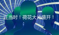 正当时！荷花大片盛开！就在珠海这里→
