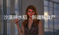 沙漠种水稻，新疆粮食产量赶超江西辽宁
，背后是一场惊天巨变