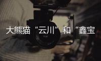大熊猫“云川”和“鑫宝”将赴美，期限10年