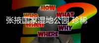 张掖国家湿地公园 珍稀水鸟天堂