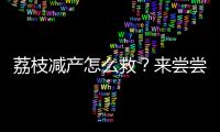 荔枝减产怎么救
？来尝尝“冻眠荔枝”