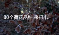 80个荷花品种 来打卡夏日花界顶流！第三届横琴荷花节开幕