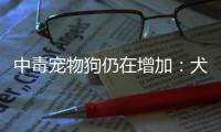 中毒宠物狗仍在增加：犬主标注防毒地图�，警方介入调查