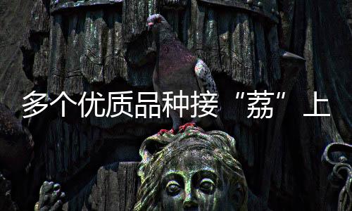 凤凰绿荔枝果皮底色青黄